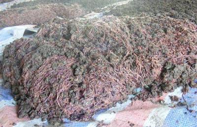 養(yǎng)殖蚯蚓的銷售渠道 飼料原料銷售策略與實(shí)踐