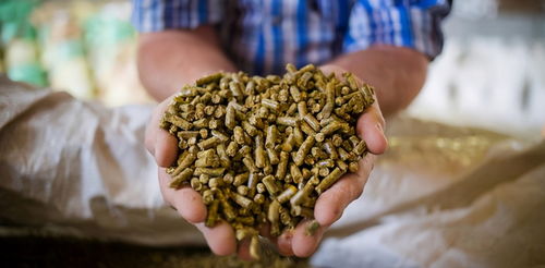 盤點2020年生豬行業十大關鍵詞 飼料原料銷售視角