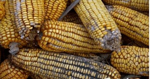 夏季飼料防霉與原料銷售策略 保障品質，贏得市場